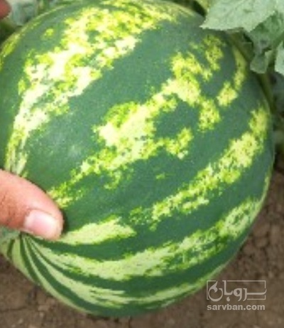 فروش هندوانه گرد