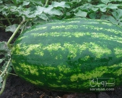 فروش هندوانه بیضی