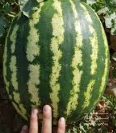 فروش هندوانه گرد