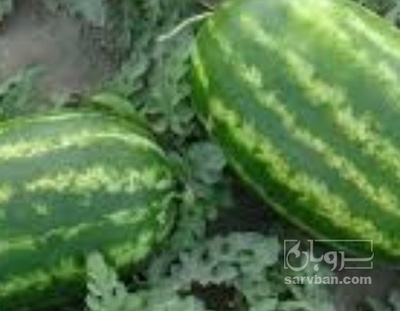 فروش هندوانه بیضی