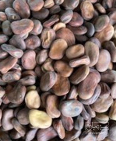 فروش باقلا  دامی