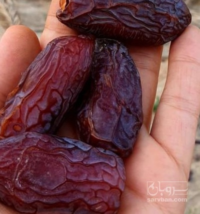 فروش خرما پیارم