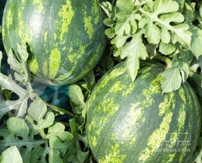 فروش هندوانه گرد