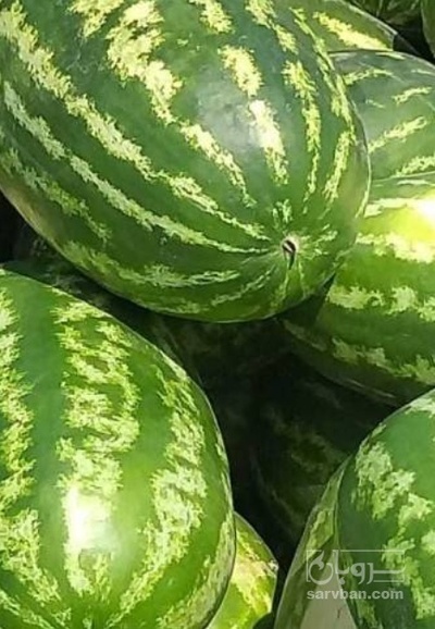 فروش هندوانه بیضی