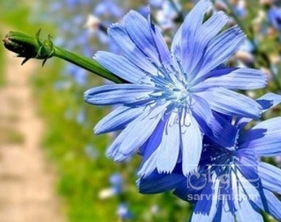 فروش کاسنی (گیاه‌ دارویی)