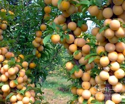 فروش آلو
