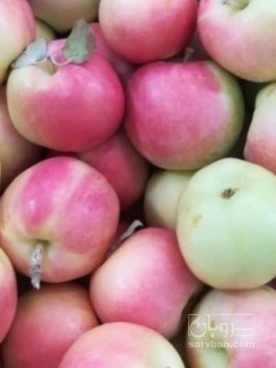 فروش سیب گلاب زیر درختی