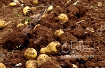 فروش سیب زمینی