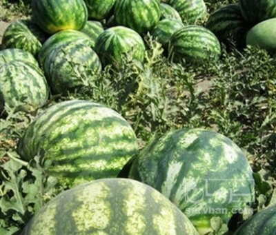 فروش هندوانه