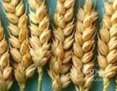 فروش گندم