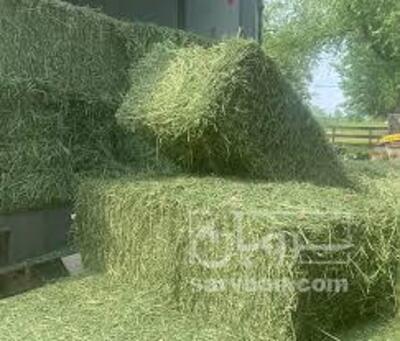 فروش یونجه
