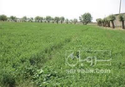 فروش یونجه
