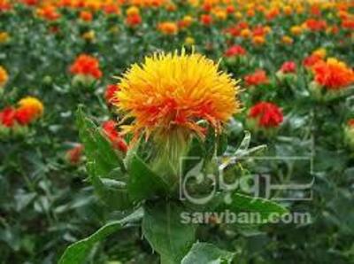 فروش گلرنگ