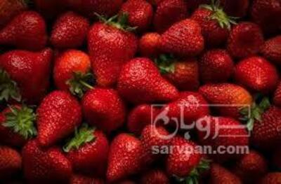 فروش توت فرنگی