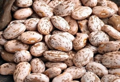 فروش لوبیا چیتی