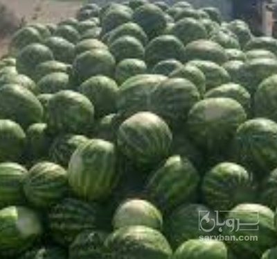 فروش هندوانه گرد