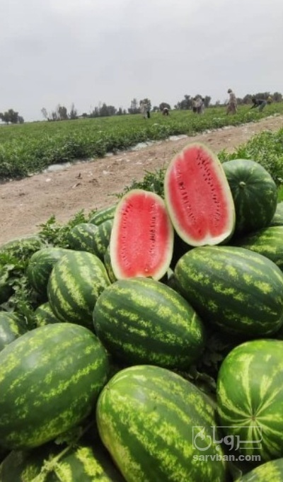 فروش هندوانه بیضی