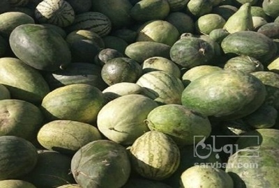 فروش هندوانه دامی