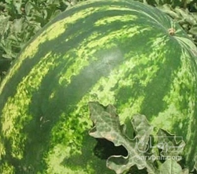 فروش هندوانه گرد