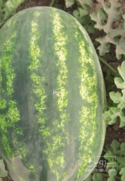 فروش هندوانه بیضی