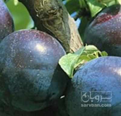 فروش آلو سیاه