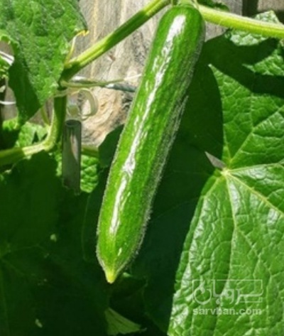 فروش خیار خیارشوری