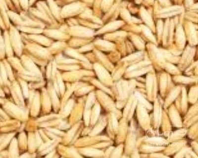 فروش گندم