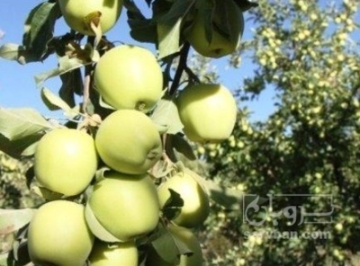 فروش سیب زرد