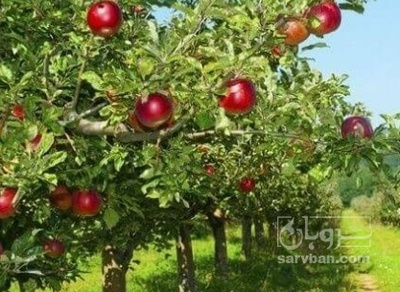 فروش سیب قرمز