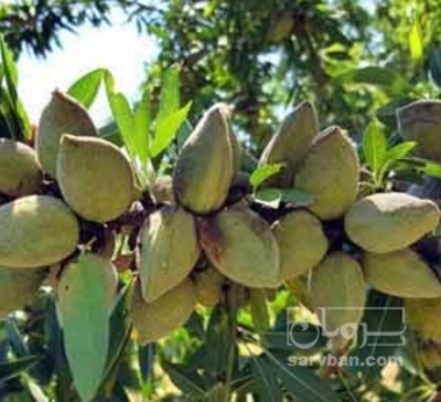 فروش بادام