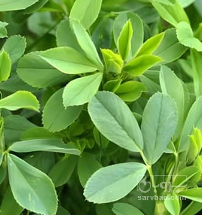 فروش یونجه