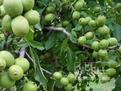 فروش گردو