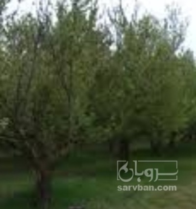 فروش آلو