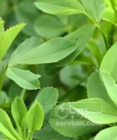 فروش یونجه