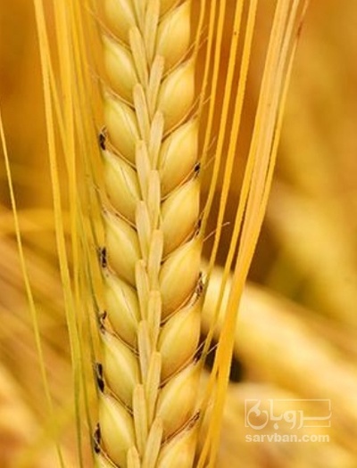 فروش گندم