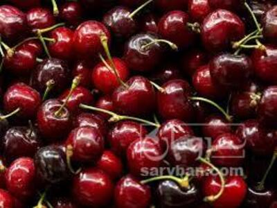 فروش گیلاس