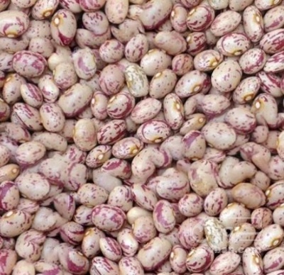 فروش لوبیا چیتی