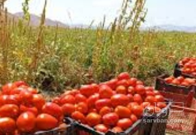 گوجه فرنگی رقم نرو