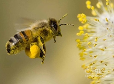 فروش گرده گل