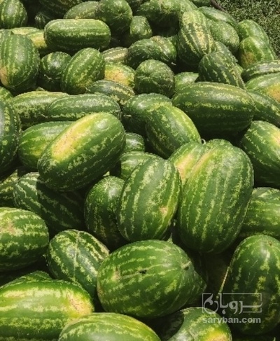 فروش هندوانه بیضی