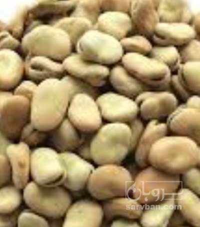 فروش باقلا تازه - باقالی - باقالا