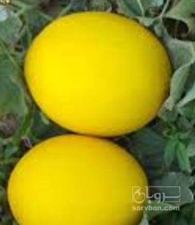 فروش خربزه طلایی