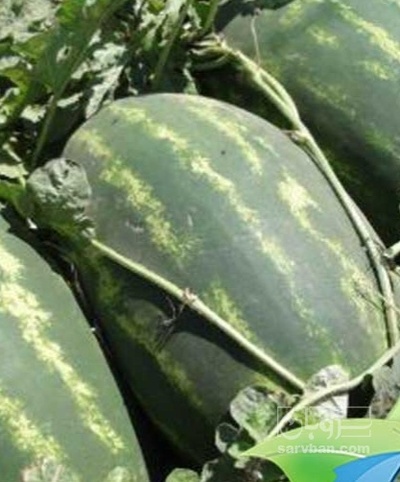 فروش هندوانه بیضی