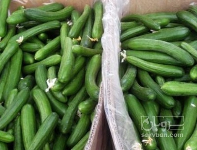 فروش خیار خیار شوری