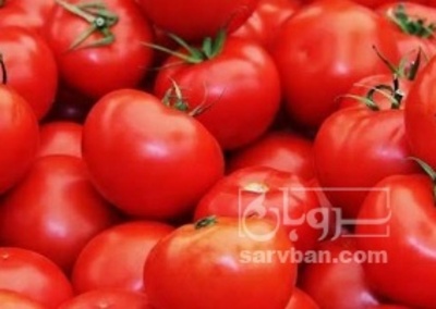 فروش گوجه فرنگی