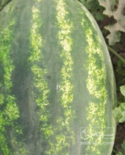 فروش هندوانه بیضی