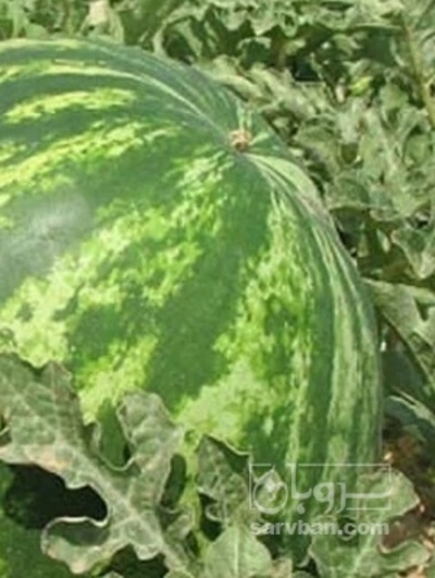 فروش هندوانه گرد