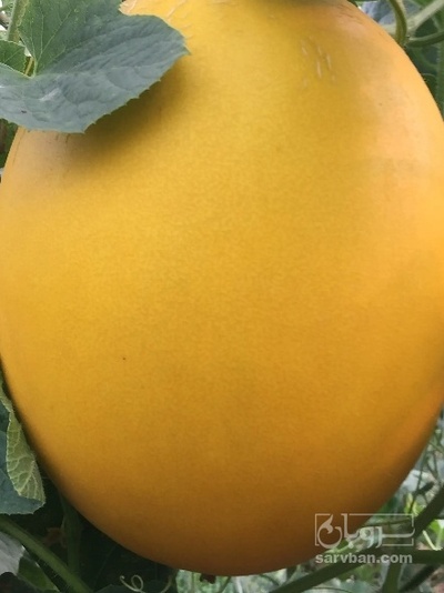 فروش خربزه طلایی