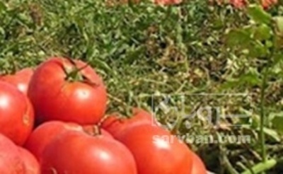 فروش گوجه فرنگی