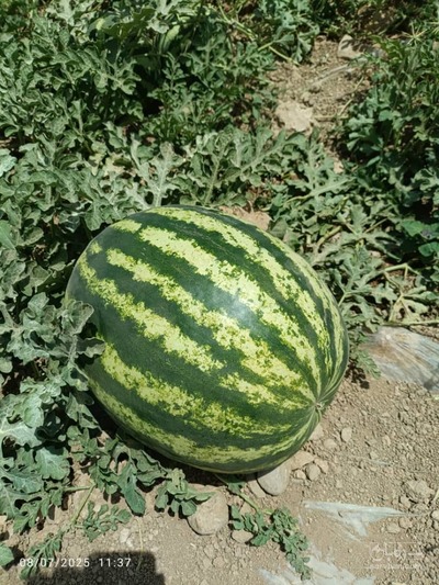 فروش هندوانه